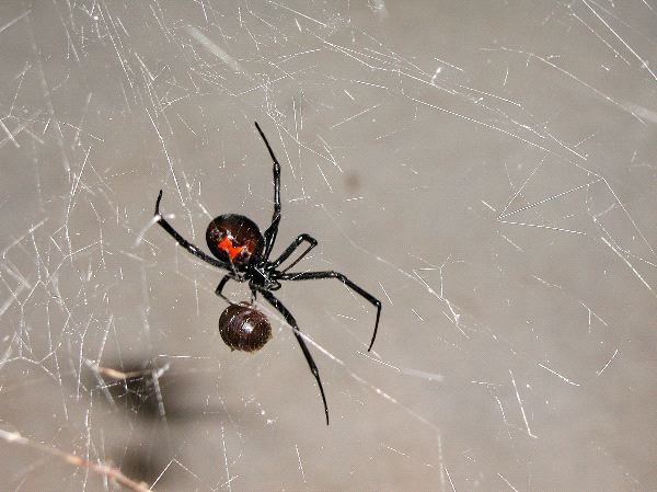 Black Widow Spider And Prey