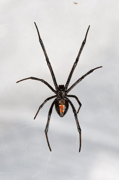 Black Widow Spider Hanging From Web