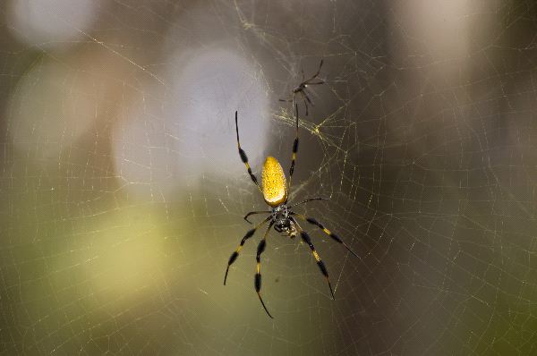 Golden Silk Spider With Mate
