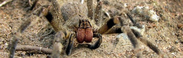 brazilian wandering spiders diet