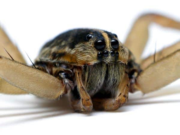 Wolf Spider And Its Eight Eyes