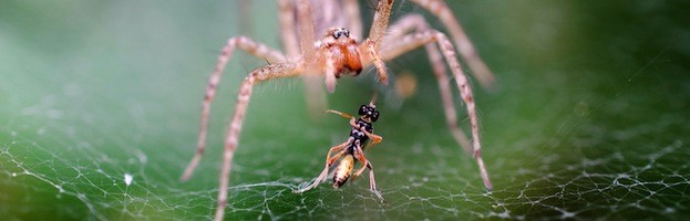 Alimentación de las Arañas