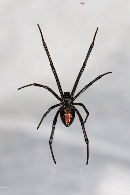 Information about Black Widow Spiders
