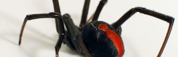 Araña Espalda Roja