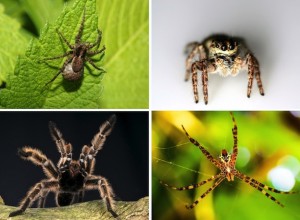 Especies de Araña