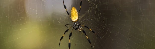 Golden Silk Spider or Banana Spider