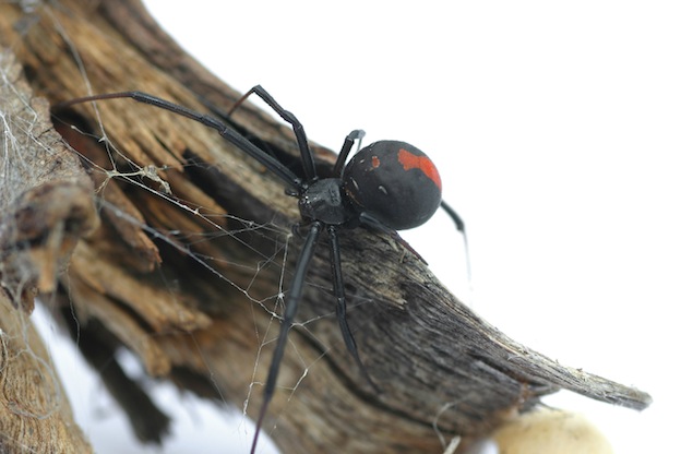 Interesting information about Redback Spider
