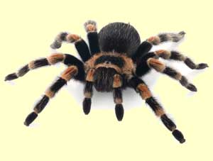 top spider facts