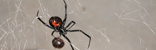 Spider Web Types