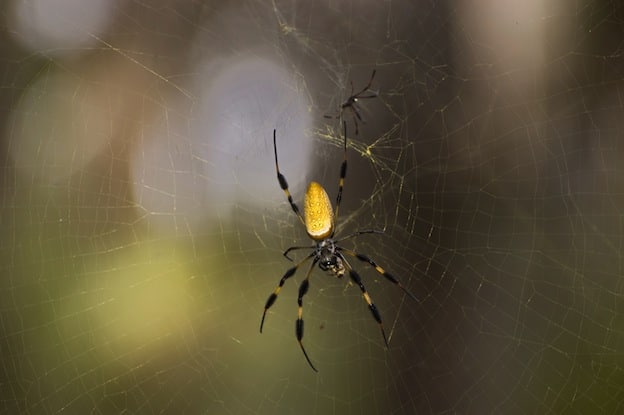 Spider types of webs