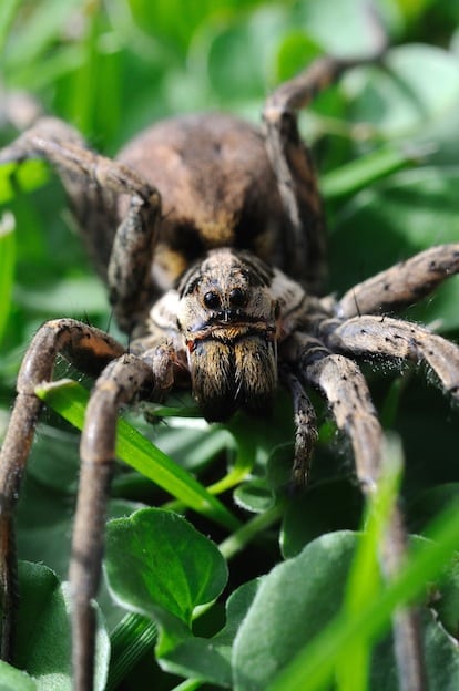 Amazing facts about wolf spiders